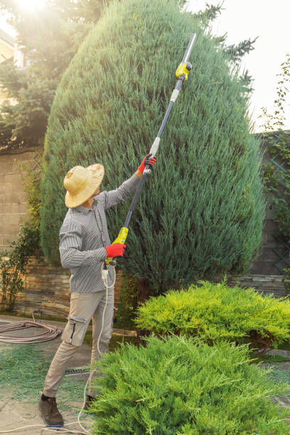 Best Lawn Watering Services  in Big Bear Lake, CA